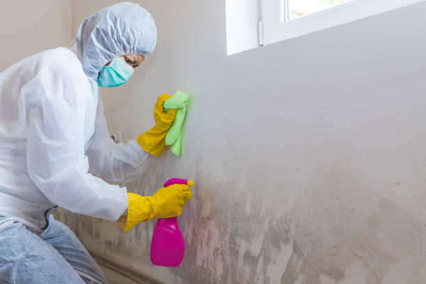 Biohazard Mold Removal in Hart, TX